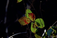 Brombeerblatt im Herbst