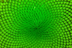 Sonnenblumestruktur grün