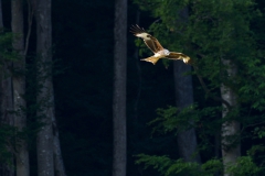 Falke vor Wald