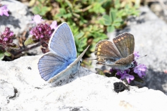 Schmetterling Blauling