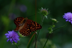 Schmetterling Kaisermantel im Flug